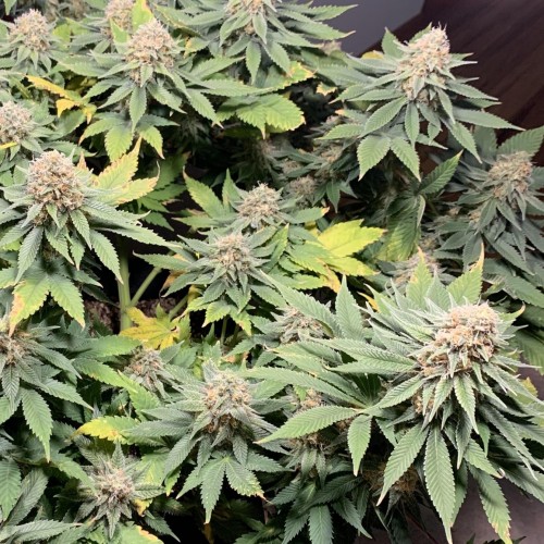 Купить семена марихуаны Killer Kush F1 Fast Version